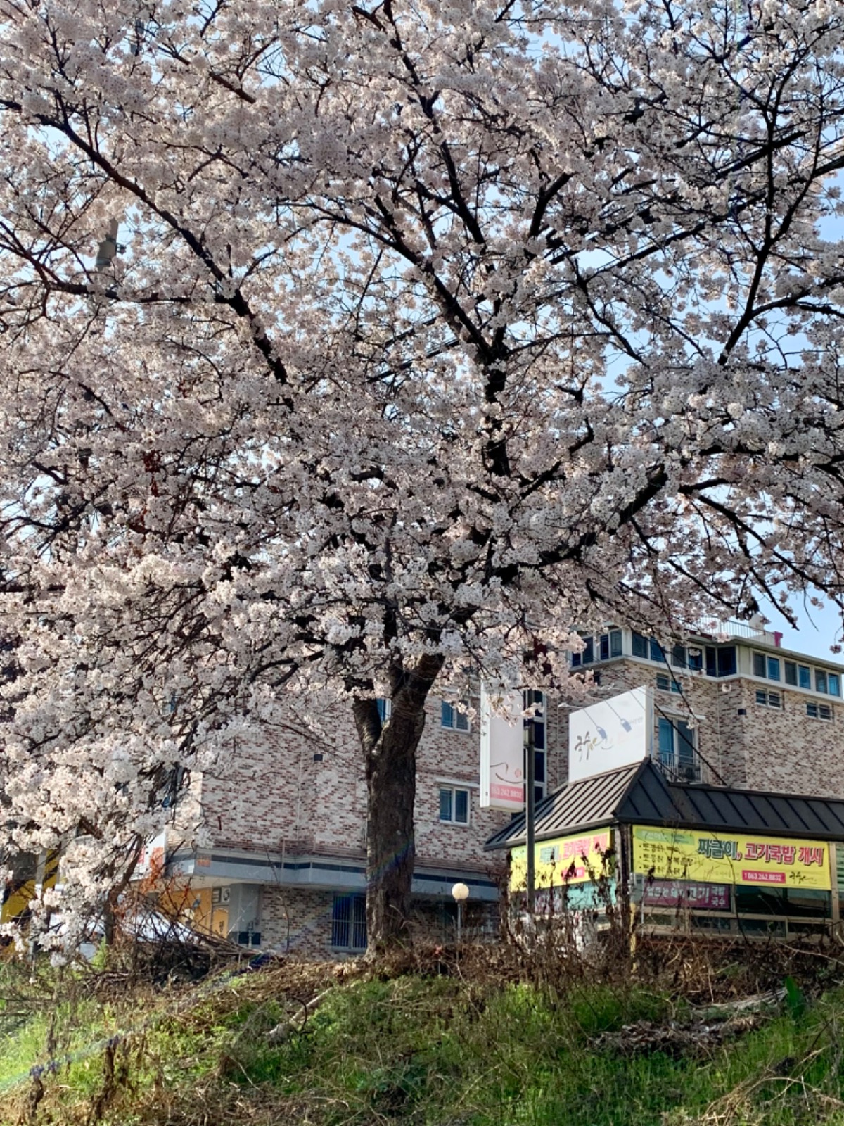 국수연 picture 0