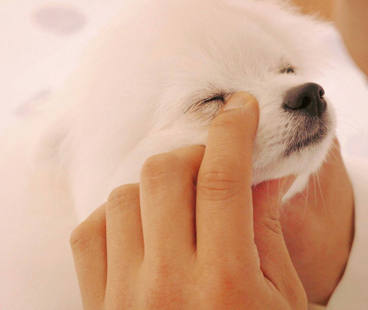 멍멍이 야옹이 마사지 picture 0