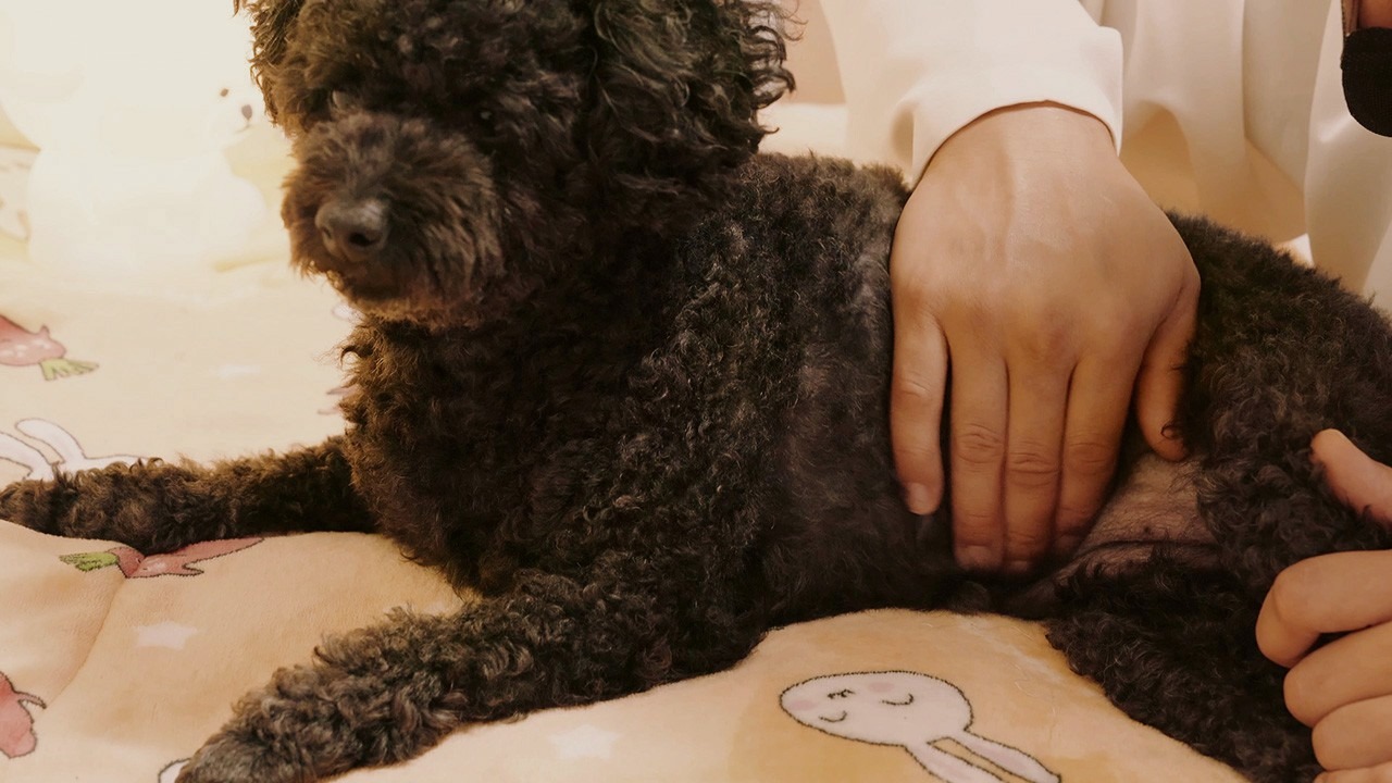 멍멍이 야옹이 마사지 picture 2