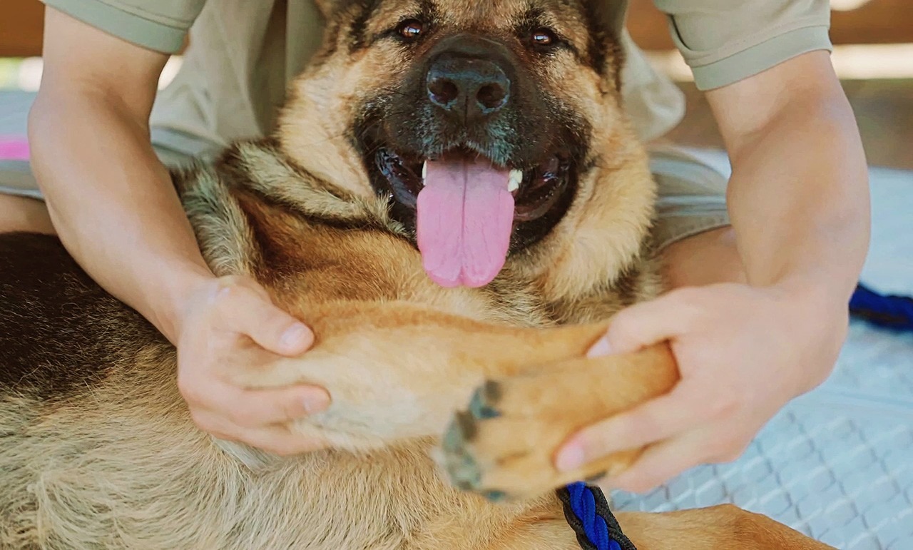 멍멍이 야옹이 마사지 picture 3