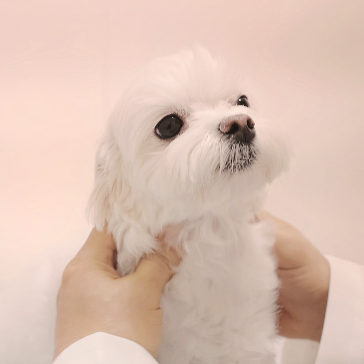 멍멍이 야옹이 마사지 picture 5