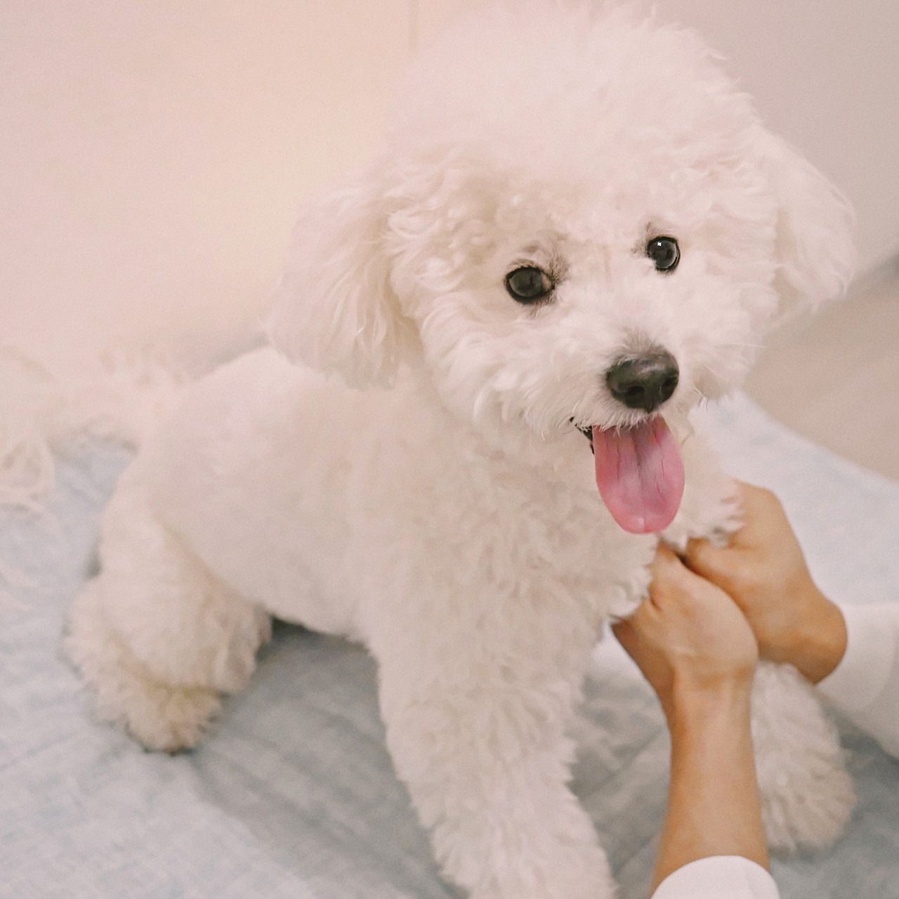 멍멍이 야옹이 마사지 picture 6