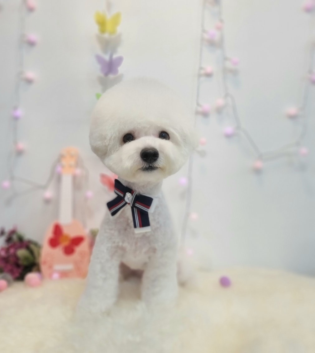 메리몰펫샵문현점 picture 2