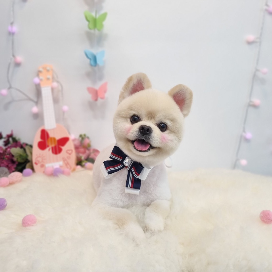 메리몰펫샵문현점 picture 3