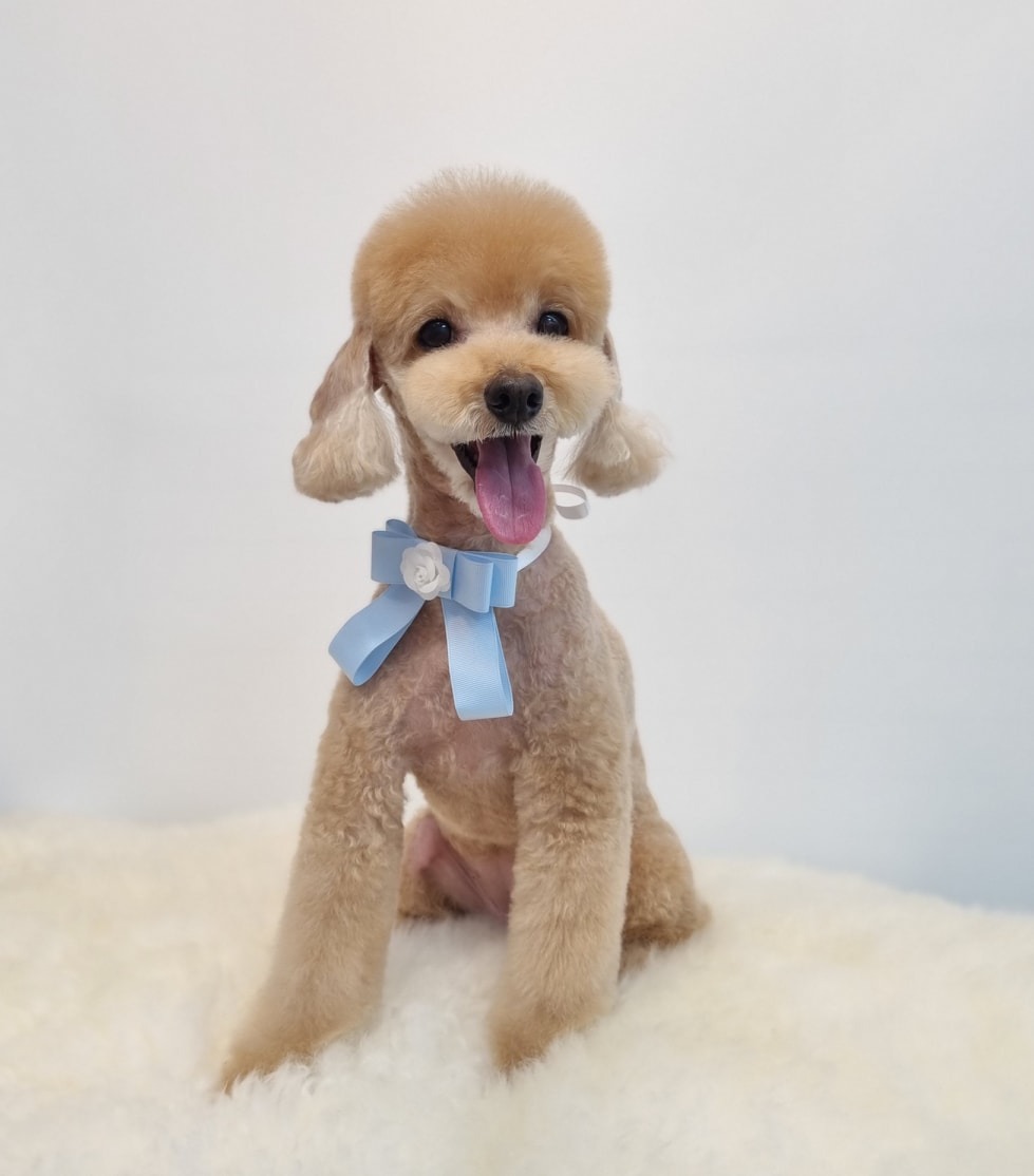 메리몰펫샵문현점 picture 5