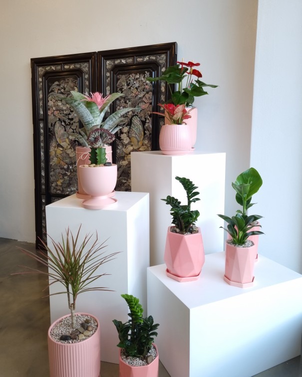 꽃화 picture 2