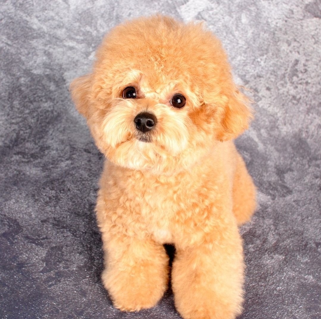 동물사랑애견의집 picture 7