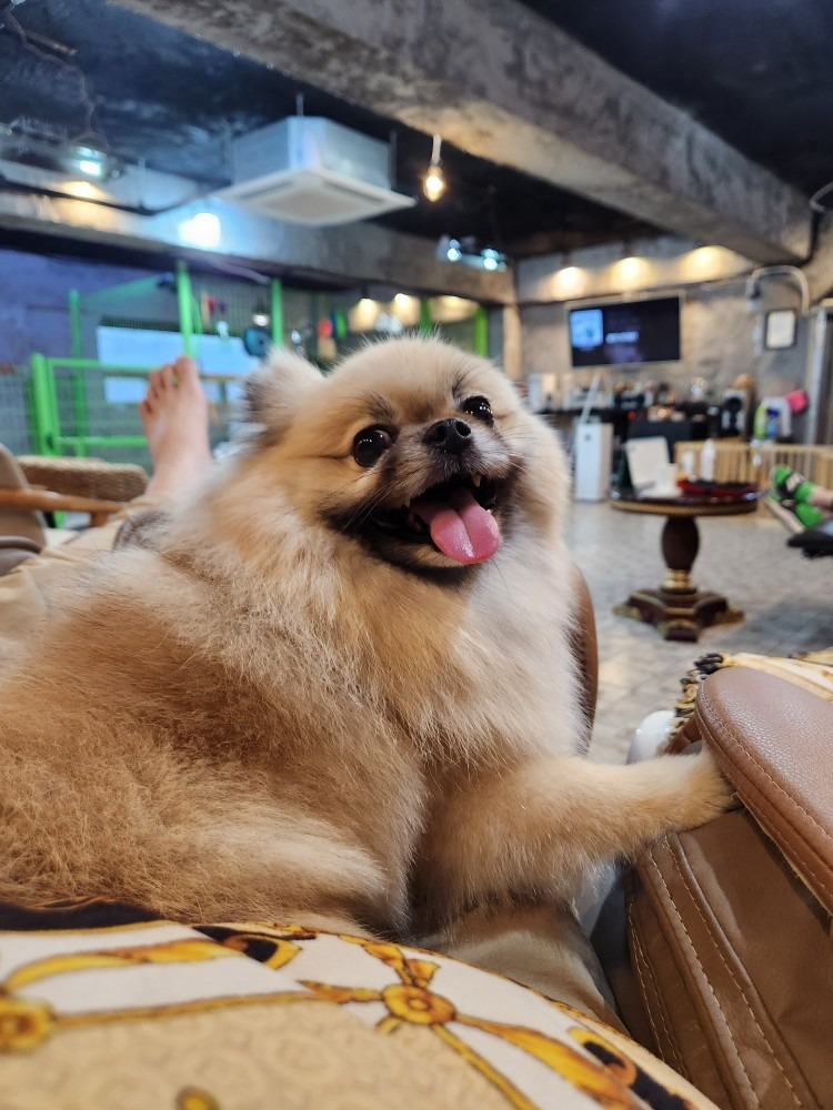 동물사랑애견의집 picture 5