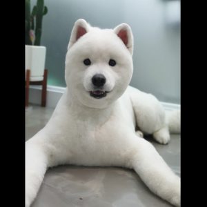 깍독깍dog