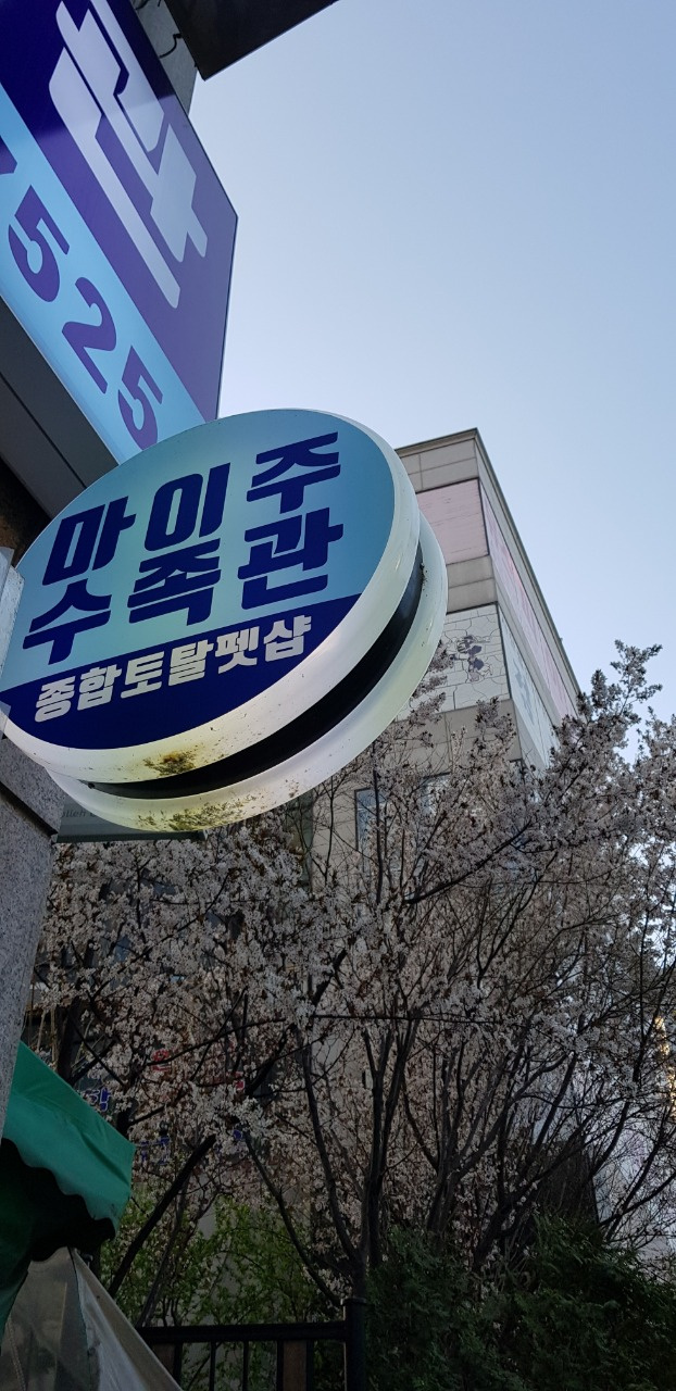 마이주