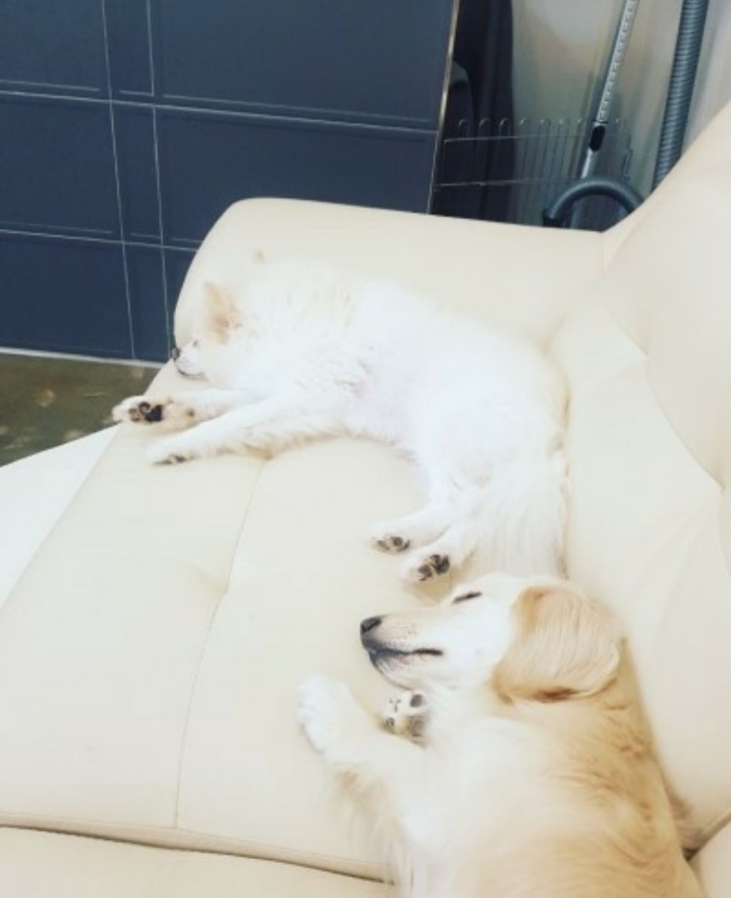 루루하우스