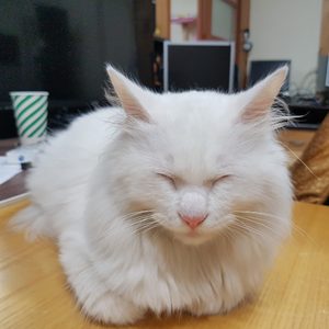 가리안 시스템