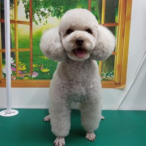 댕댕애견