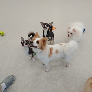 위드온