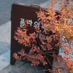 플라워팟