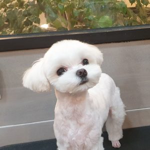 바니펫살롱