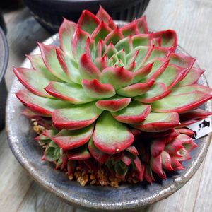 꽃이랑다육이랑