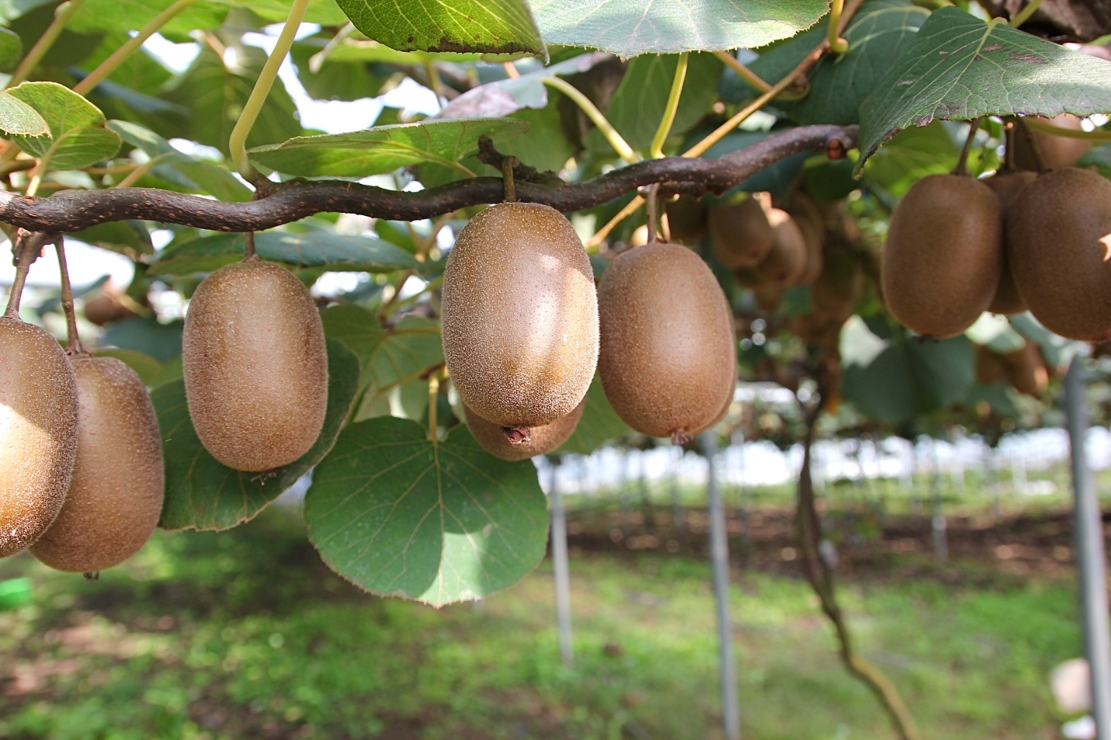 🥝제주 프리미엄 스위트골드 키위 - 서울특별시 금천구 가산동 | 비즈프로필