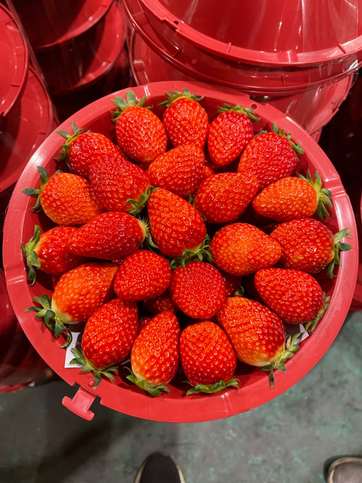 2월25일 토요일 다라이딸기🍓 - 충청남도 천안시 서북구 두정동 | 비즈프로필
