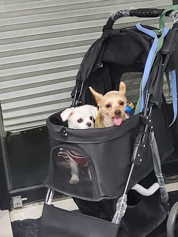 삼막애견공원 보라매공원 반려견 산책 모임❤️ 앨범 사진