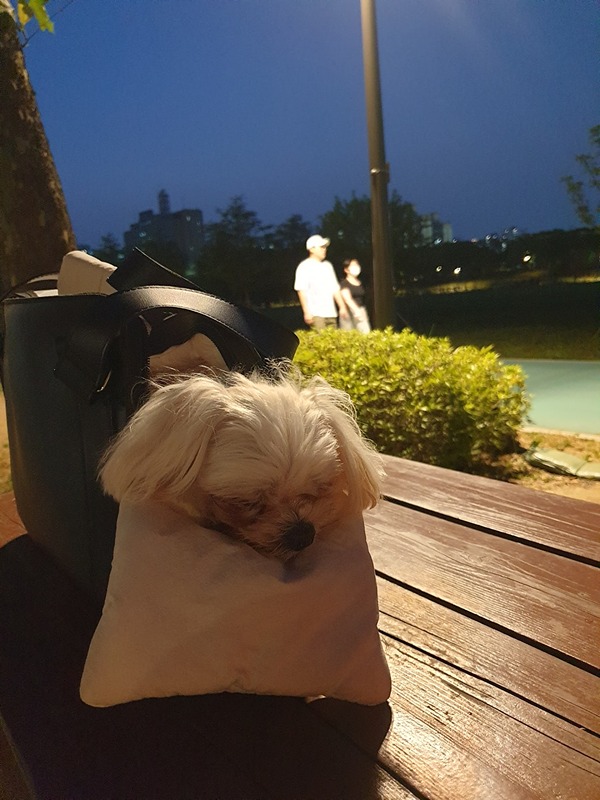 삼막애견공원 보라매공원 반려견 산책 모임❤️ 앨범 사진