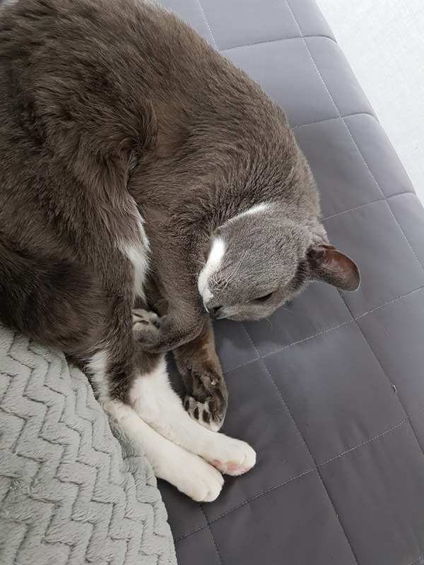 핑핑이
15살
수컷
2021년 1월 발병