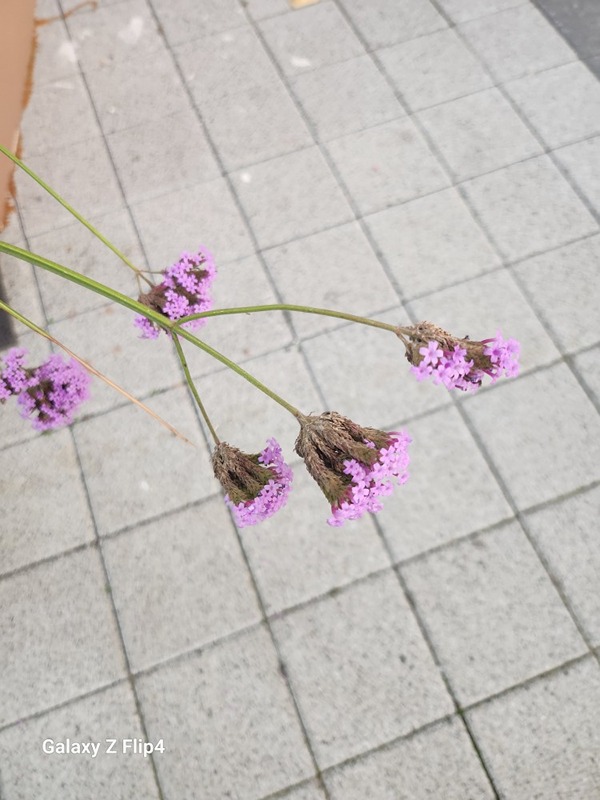 요즘 풍경을
체험관으로 옮겼어요.
연락주시고 차한잔 하러 오셔요♡
