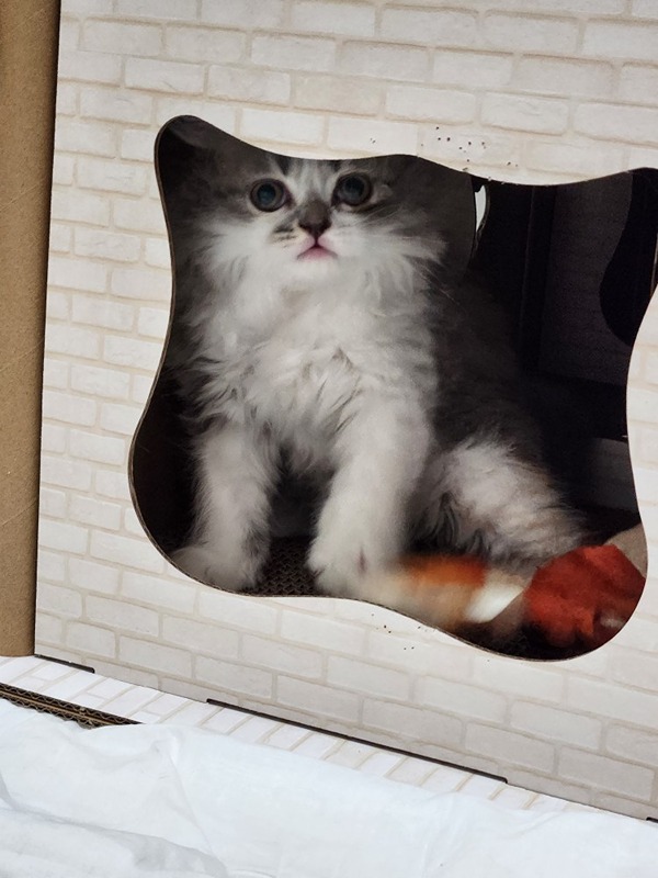안녕하세요~~^^
아깽이 둘 키우는 가정에 초보 아빠 집사입니다.
잘 부탁드립니다.