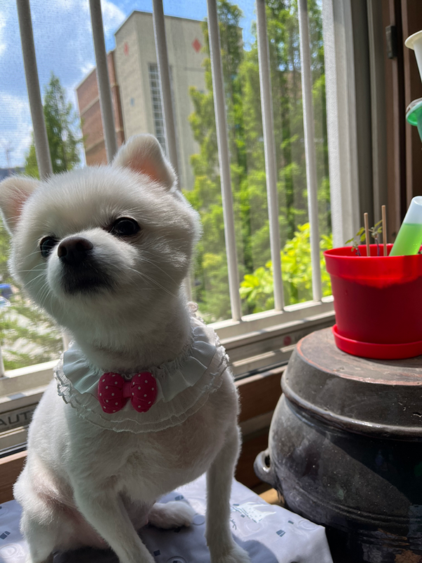 댕댕이랑 산책🐶 앨범 사진