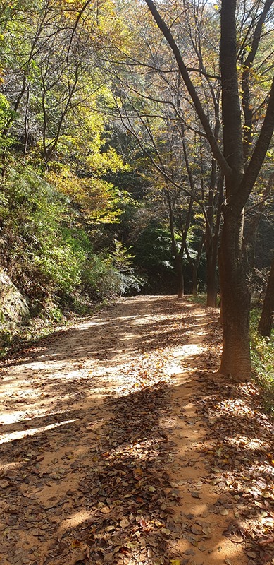 계족산 아직 단풍은 멀었네요