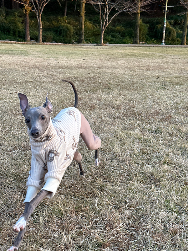댕댕이랑 산책🐶 앨범 사진