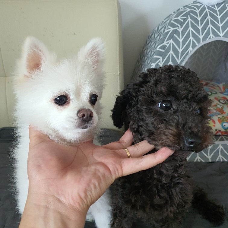 댕댕이랑 산책🐶 앨범 사진
