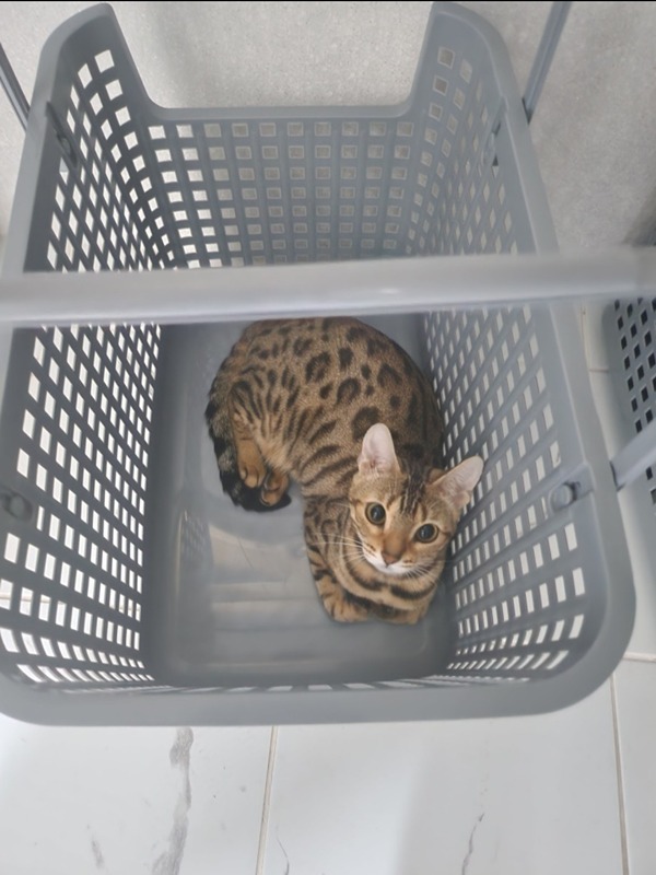 고양이 앨범 사진