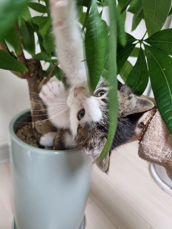 고양이 앨범 사진