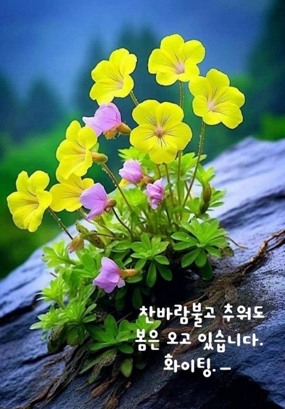 늘파랑  둘레길 앨범 사진