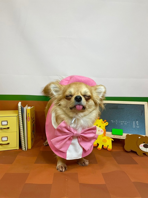 치왈왈🐶(치와와)