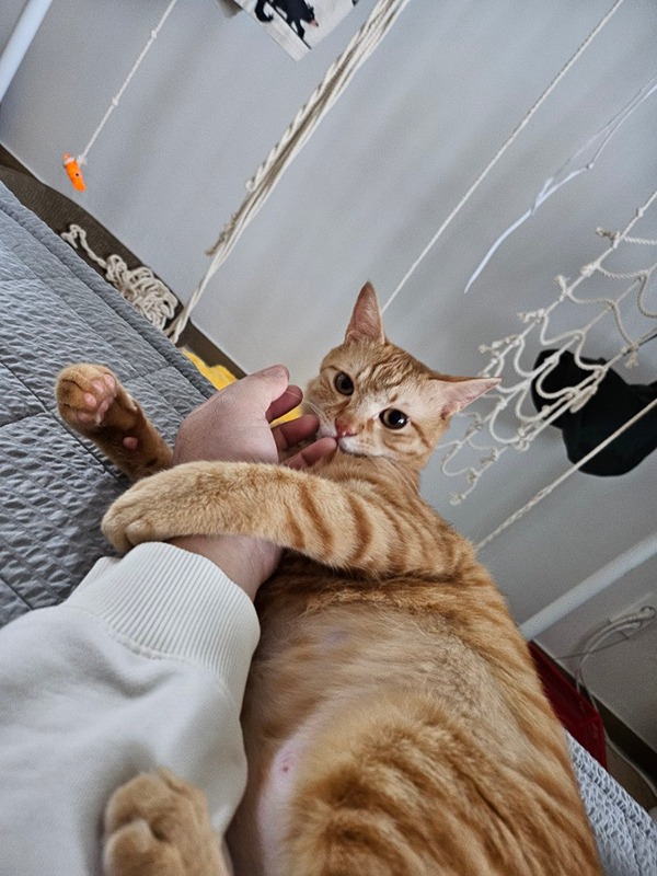 고양이 앨범 사진