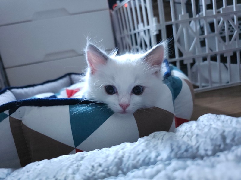 고양이 앨범 사진