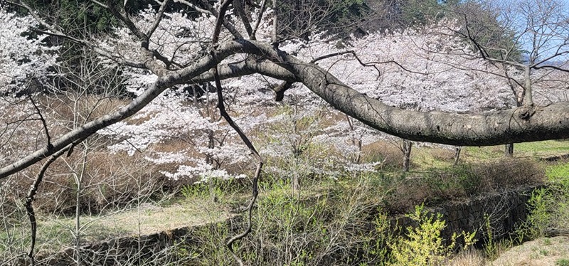 통기타팝송배우기 앨범 사진