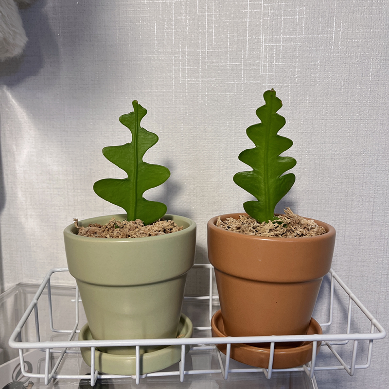 안녕하세요~ 초보 식집사입니다. 
잘 부탁드려요~!