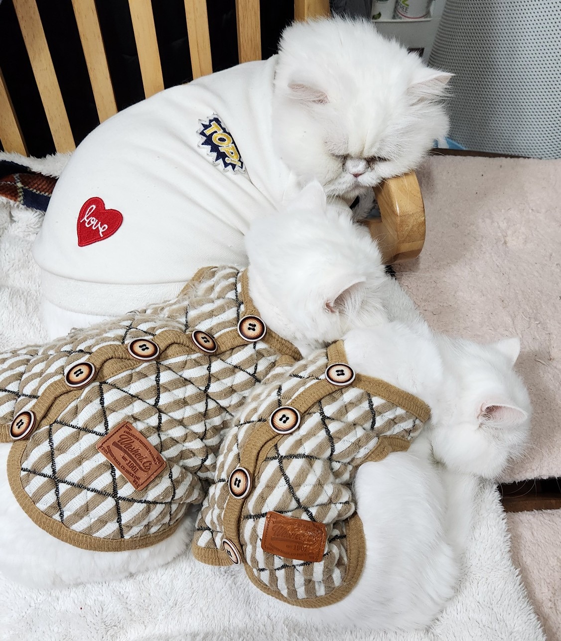댕냥이 케어 앨범 사진