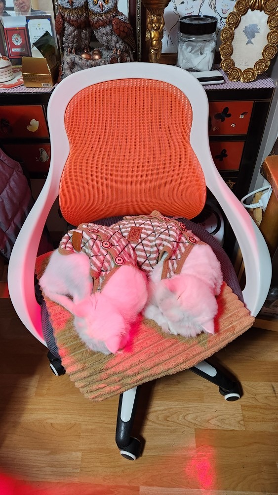 댕냥이 케어 앨범 사진