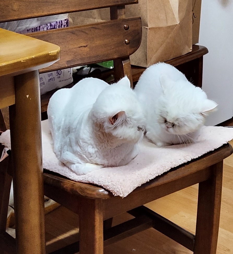 댕냥이 케어 앨범 사진
