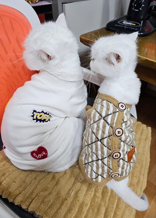댕냥이 케어 앨범 사진