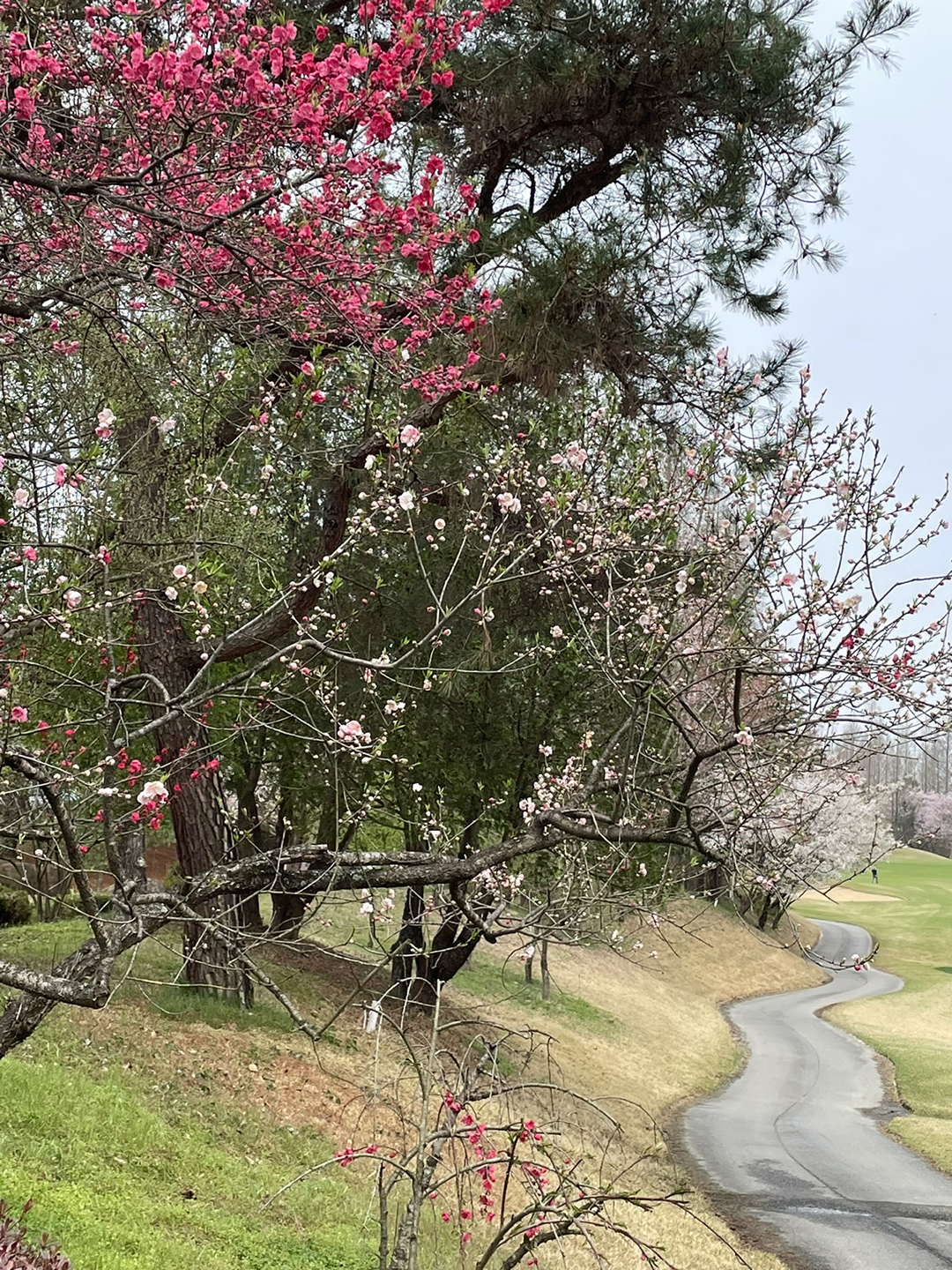 [전북솔로]골밍아웃 ⛳️ 앨범 사진