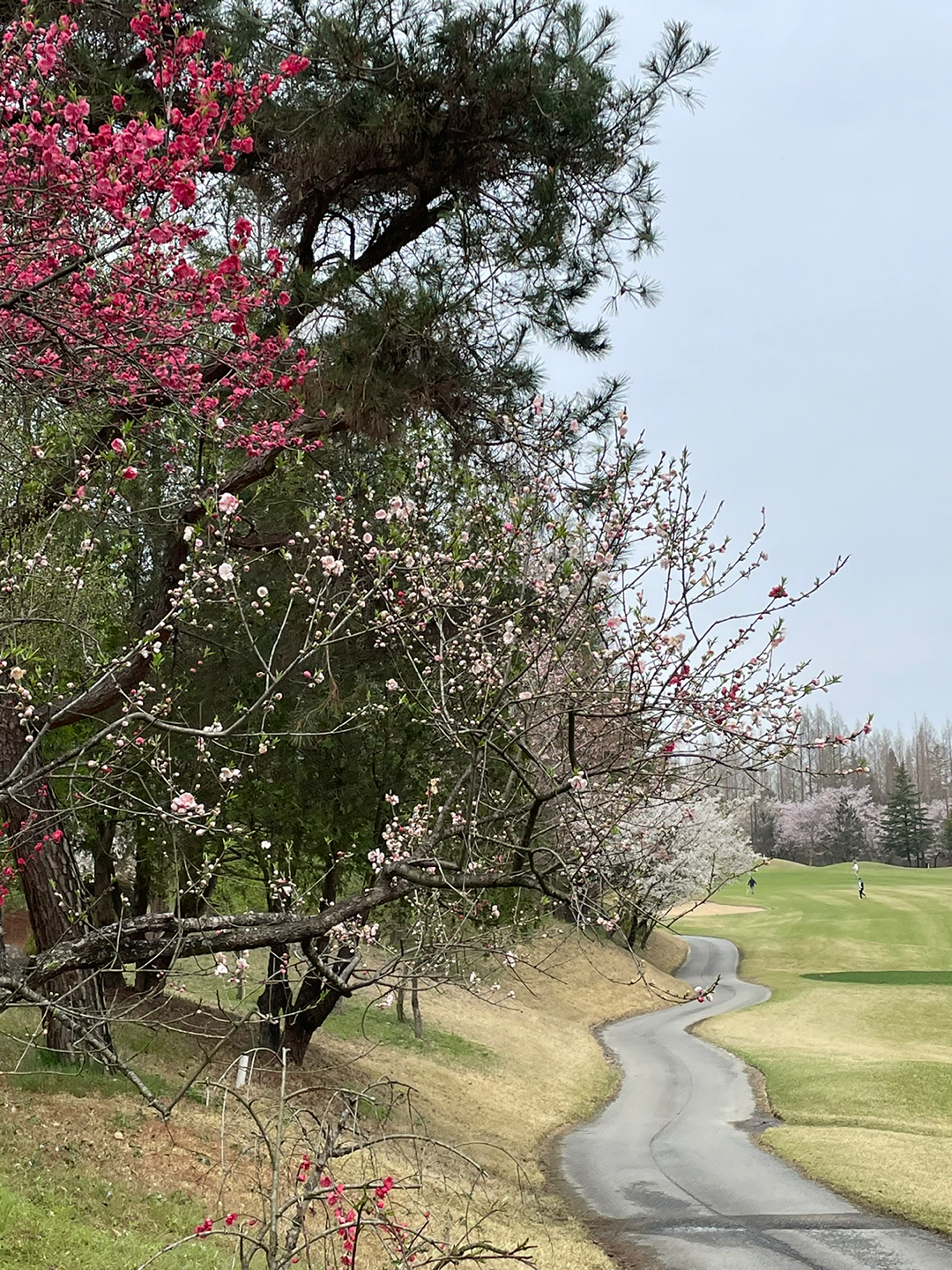 [전북솔로]골밍아웃 ⛳️ 앨범 사진