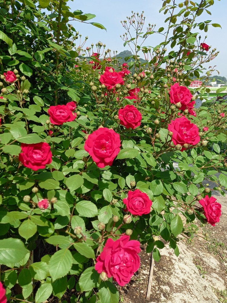 사진 촬영 배우실분 앨범 사진