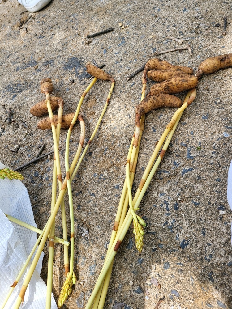 록수약초산행. 앨범 사진