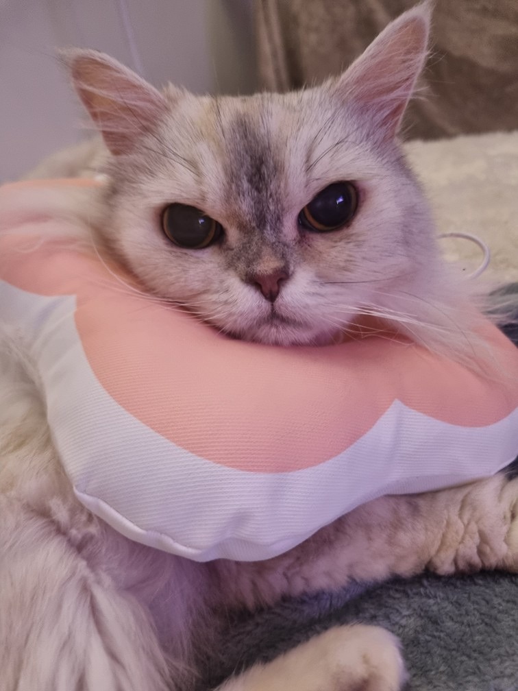 신부전 고양이 앨범 사진