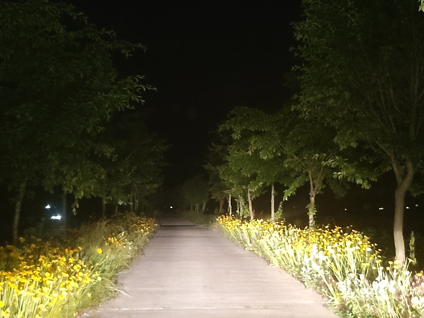 제가 좋아하는 봄길인데



우연찮게 밤에 지나가게 되었는데

그래도 그 정취가 나름 멋이 나네요~~~
